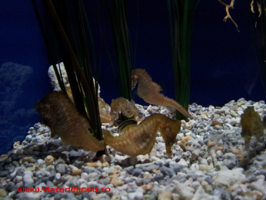 WP_000956